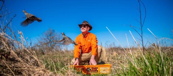 A field researcher watches as a quail takes flight into the wild.